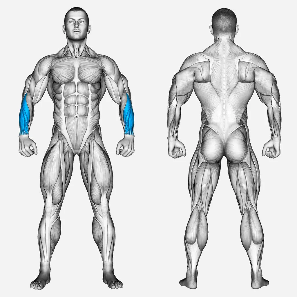عضلات-درگیر-ساعد-دمبل-مچ-معکوس-نشسته