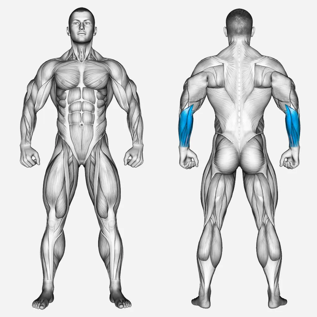 عضلات-درگیر-ساعد-سیم-کش-از-پشت