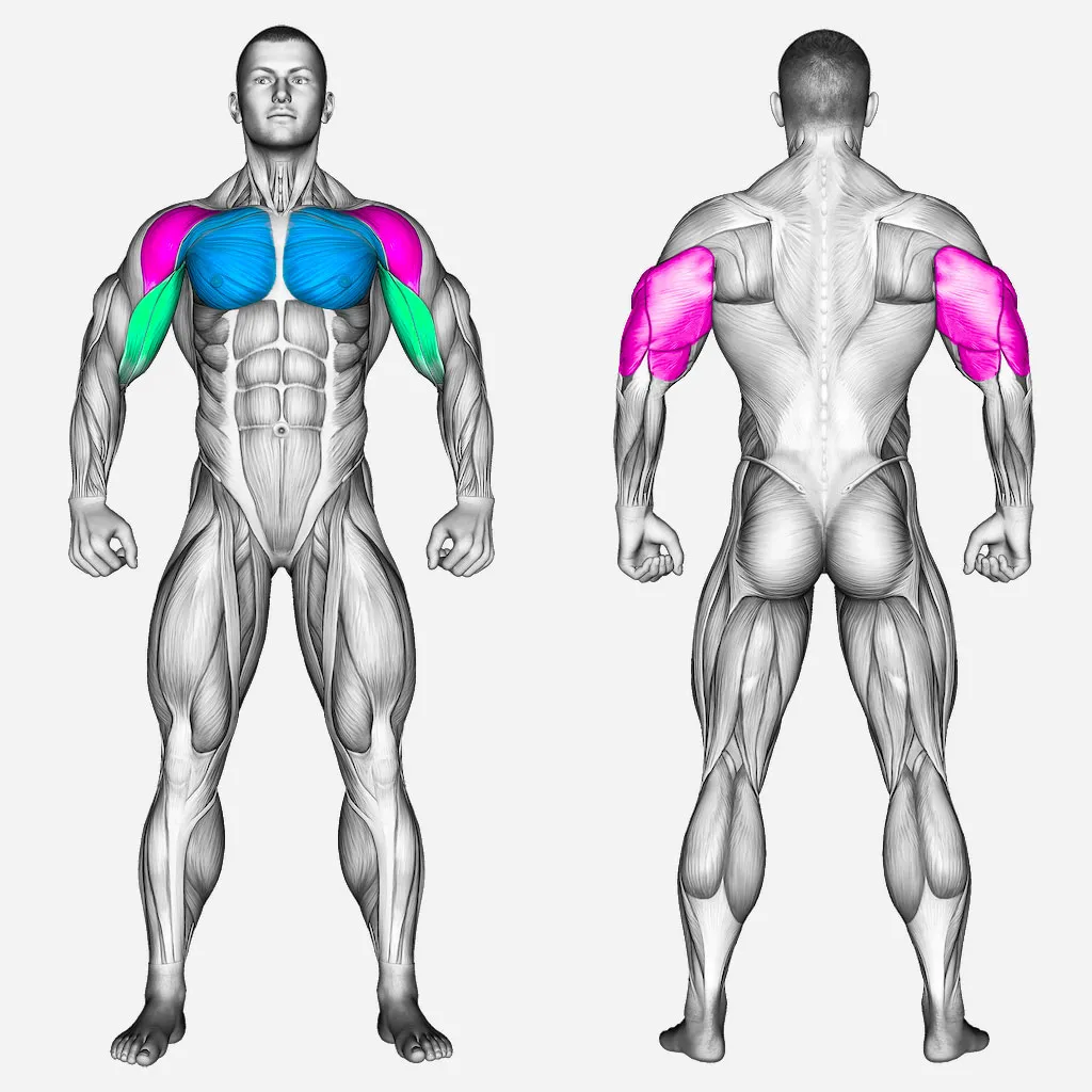 عضلات-درگیر-پرس-سینه-دستگاه