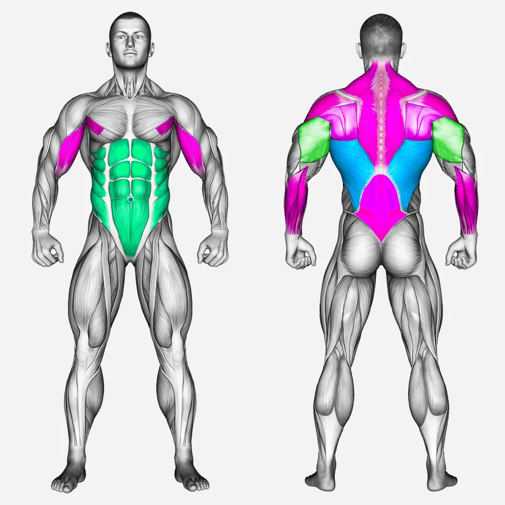 عضلات-درگیر-بارفیکس