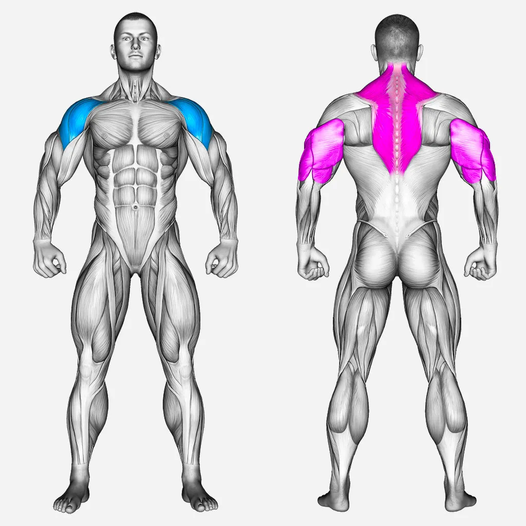 عضلات-درگیر-سرشانه-آرنولدی