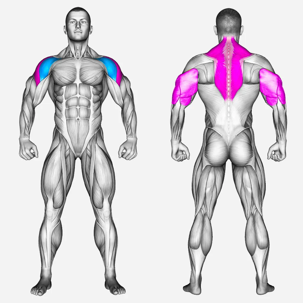 عضلات-درگیر-سرشانه-هالتر-از-پشت-نشسته