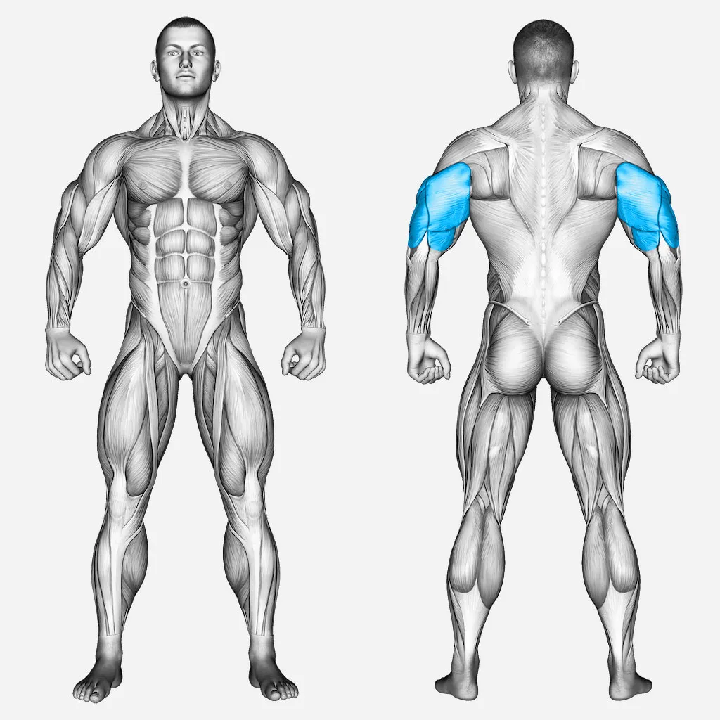 عضلات-درگیر-پشت-بازو-دمبل-تک