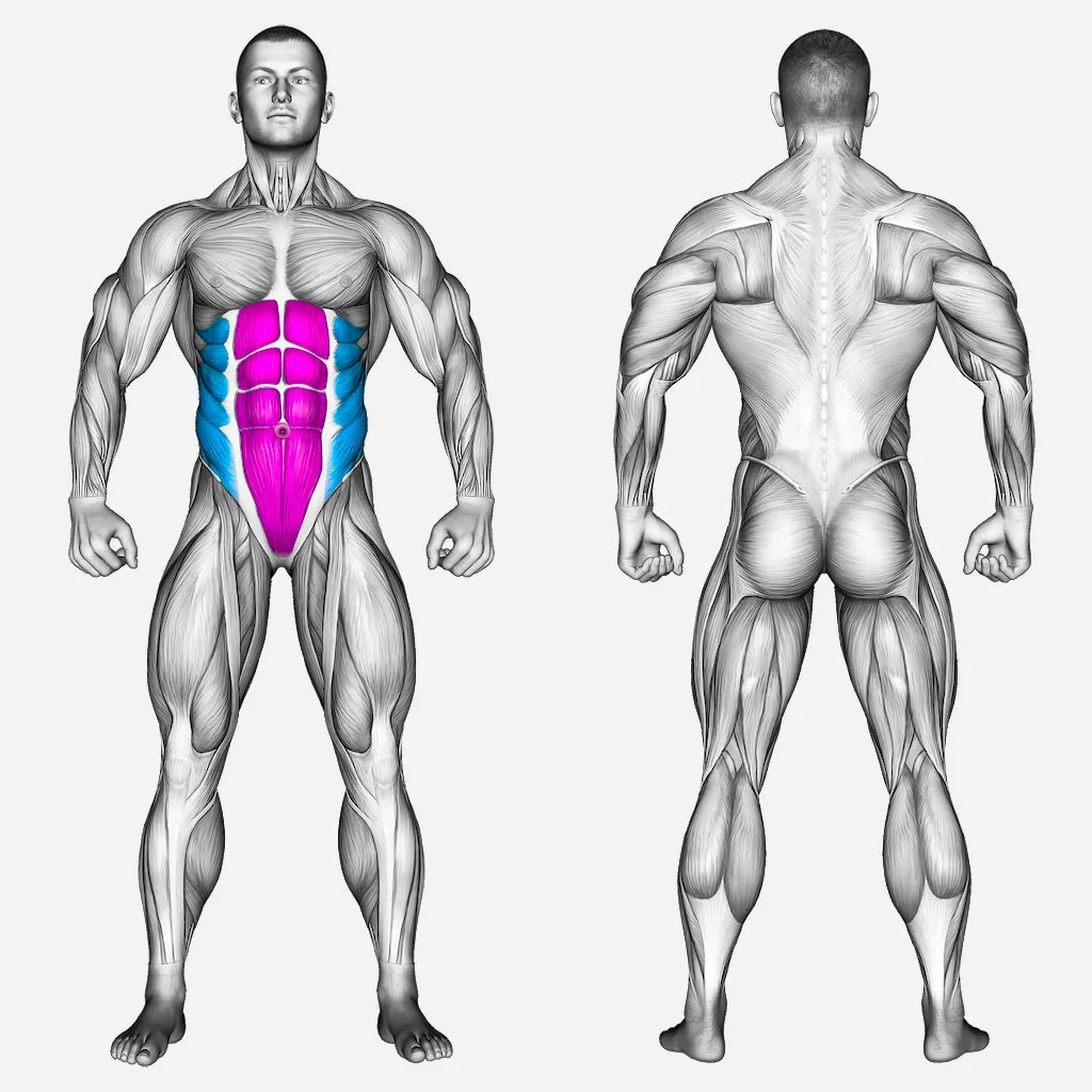 عضلات-درگیر-چرخش-کمر-با-وزنه