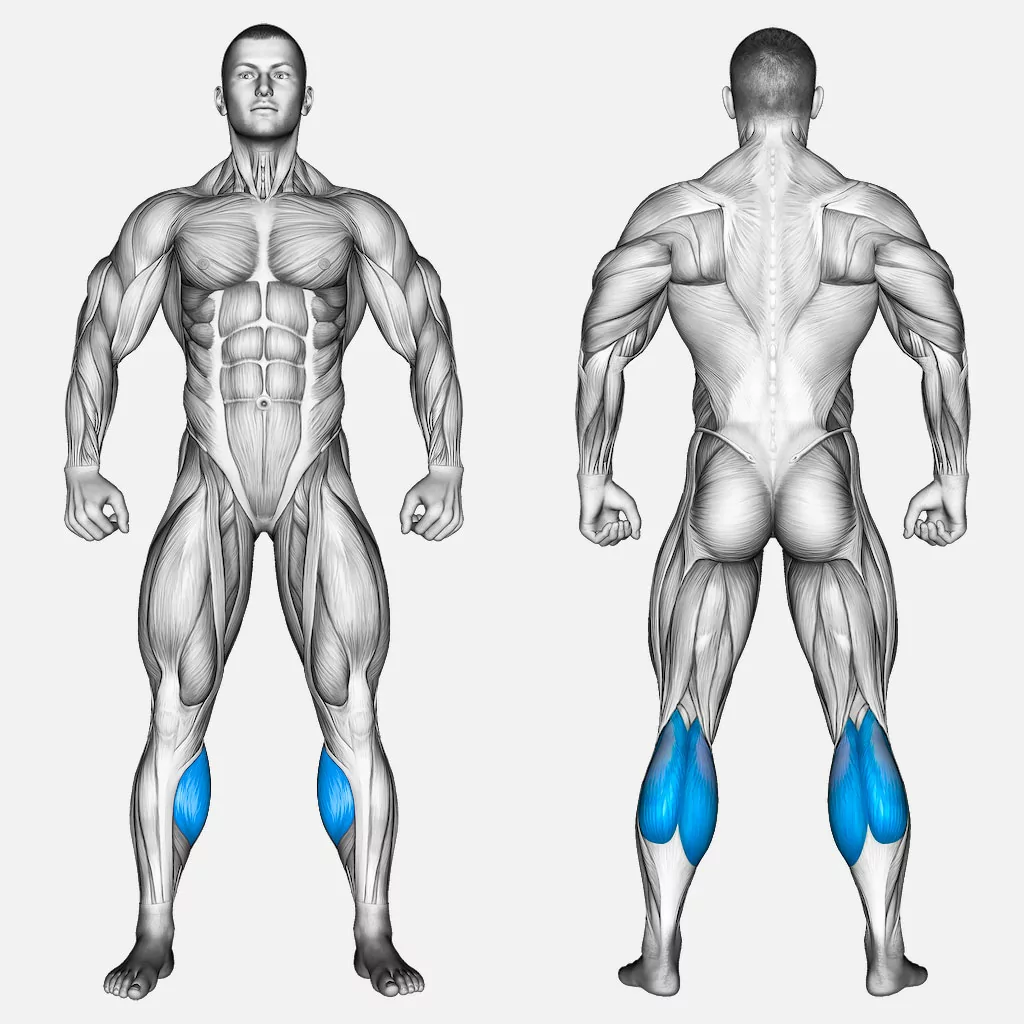 عضله-درگیر-ساق-پا-هالتر-نشسته