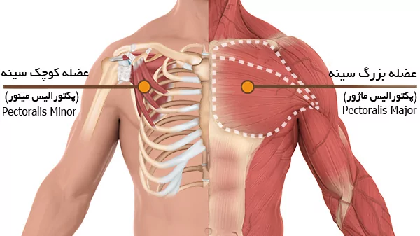 عضله-بزرگ-و-کوچک-سینه